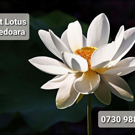 Night Lotus Leilighet Hunedoara Eksteriør bilde